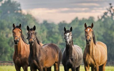The Right Horse Initiative establishes Veterinary Advisory Council