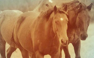 Saddlebox Steps up for Horses in Transition