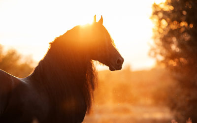 The Right Horse Initiative Awards $275,000 to increase adoptions in Appalachia