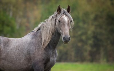 The ASPCA Celebrates First-Ever Adopt a Horse Month this May